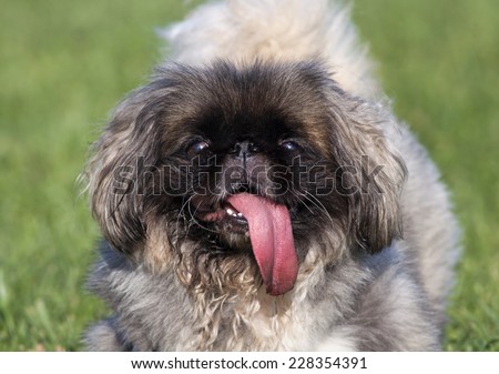 Funny pekingese with a very long tongue