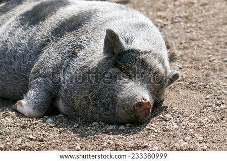 Lazy cute mangalitsa pig sleeping on the ground