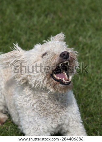 Angry white dog barking in the grass