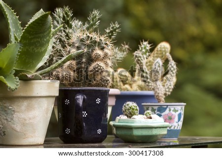 Cactus plants in various ceramic planters