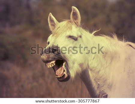 Funny horse laughing in the camera