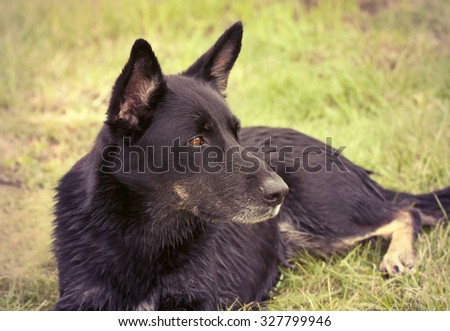 Beautiful black German shepherd dog lying in the grass