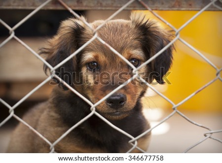 Dog puppy looking behind a fence