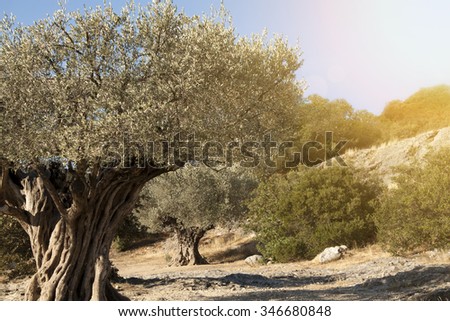 Religion symbol - beautiful old olive trees
