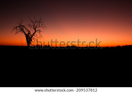Lone tree at sunset with solid black foreground