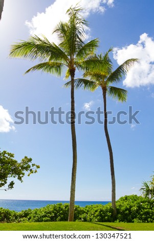 Often times palm trees grow closely together in pairs like this. This image shows the trees in a symbolic way as compared with a couple or two people or two objects standing together.