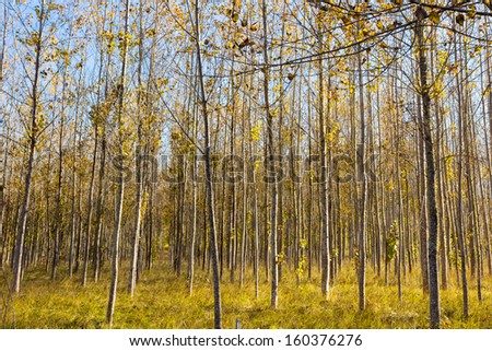 A tree farm is growing very straight trees whos leaves are changing color and starting to fall in autumn in oregon.