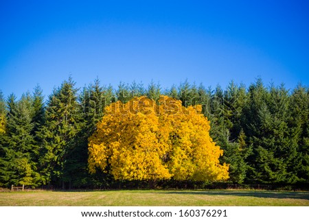 This tree is completely different from the rest showing its unique fall autumn colors against a crowd of fir trees whos leaves don\'t change.
