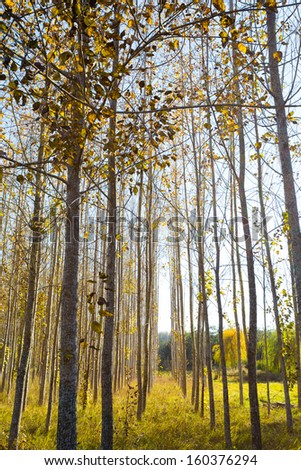 A tree farm is growing very straight trees whos leaves are changing color and starting to fall in autumn in oregon.
