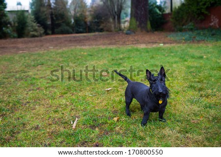 Black terrier mixed breed dog working on it\'s obedience training skills outdoors in the winter. This dog is very cute and looking up at the camera.