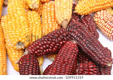 Multicolored ears of corn of different varieties and colors at a local indigenous market in Cotacachi, Ecuador