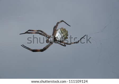 a white and yellow orb weaver spider on a strand of spun silk web against a blue sky in Cotacachi, Ecuador