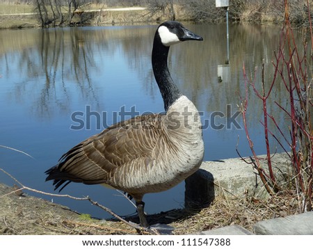 An adult Canada Goose standing beside a blue lake in spring in Winnipeg, Manitoba, Canada