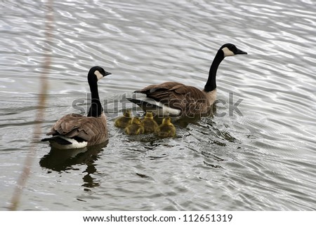 A pair of adult Canada Geese swimming in a lake with a gaggle of goslings in spring in Winnipeg, Manitoba, Canada