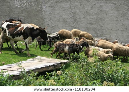 Leading a herd of hershey cows, sheep and goats beside a small stream on a farmers pasture in Cotacachi, Ecuador