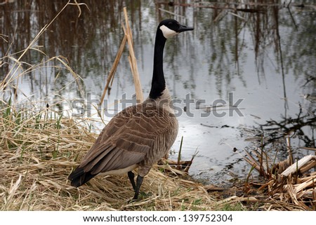 An adult Canada Goose standing next to the calm water of a lake in spring in Winnipeg, Manitoba, Canada