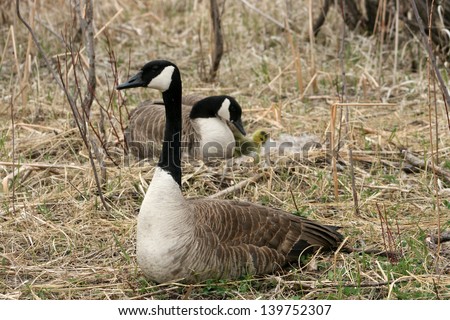 A male Canada Goose standing watch over a female and her goslings in a nest in spring in Winnipeg, Manitoba, Canada