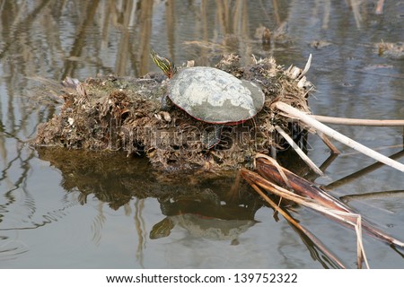 A Western Painted Turtle on reeds in a marsh in spring in Winnipeg, Manitoba, Canada