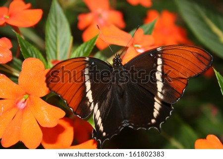 A butterfly standing on an orange flower in a butterfly garden in Mindo, Ecuador