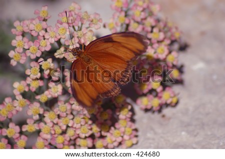 butterfly on blanket of flowers