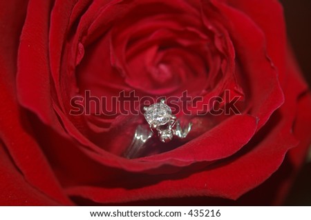 Wedding Rose