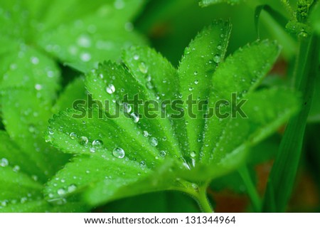 Close-up of a leaf and water drops on it background.