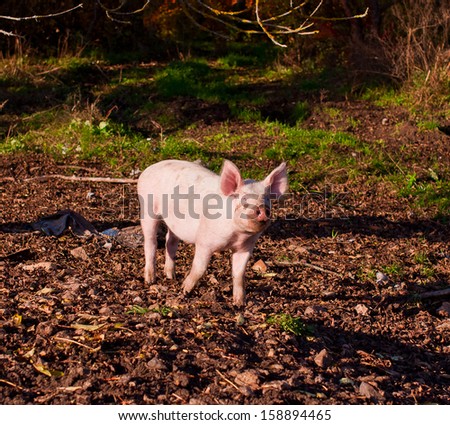 pig feeding searching acorns among yellow  leaves.