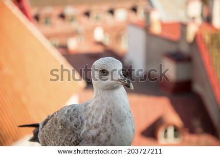 fat cheeky seagull on a viewing platform in Tallinn.