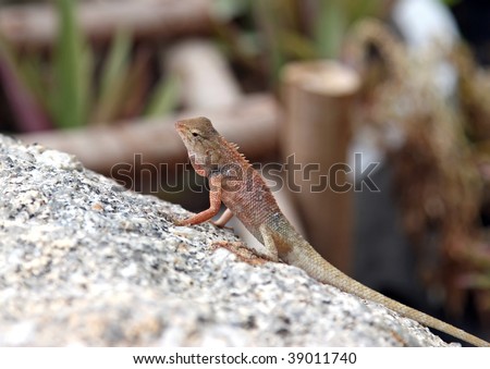 Close-up little iguana on a stone