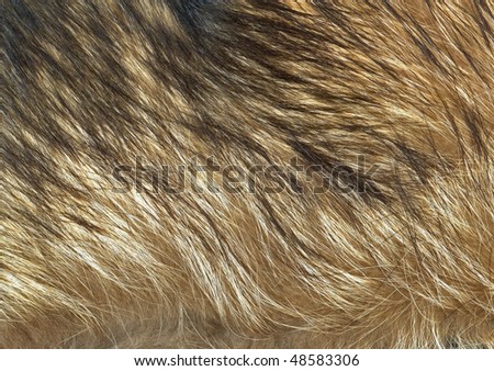 Close up wolf fur texture to background