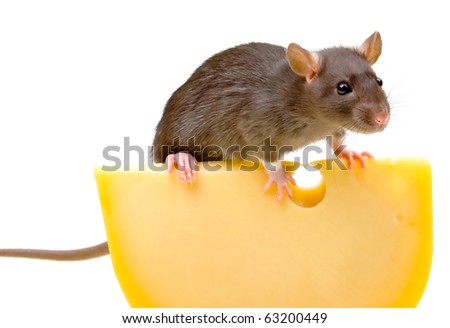 Rat And Cheese