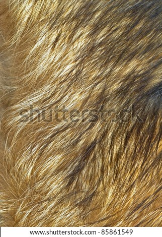 Close up wolf fur texture to background