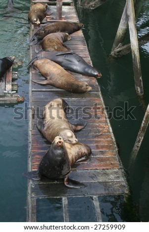 A group of sea lions dozing on a small pier.