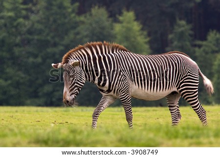 Zebra herd ( pg13) - Page 3 Stock-photo-a-mare-zebra-walking-around-3908749