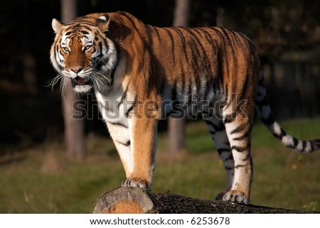 Siberian Tiger standing on a tree above the water in front of a dark forest