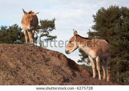 Onagers on a hill, late on a sunny day