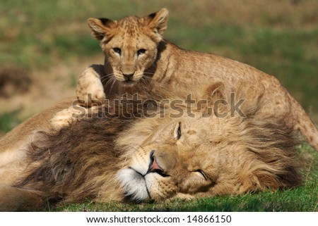 Male Lion playing with cub on a green field of grass