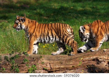 cute tiger cubs playing. stock photo : Playing Siberian