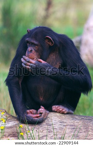 Chimpanzee sitting on a tree with his hand in front of his mouth