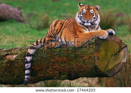 Siberian tiger cub laying on a tree in front of a green field
