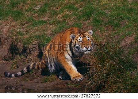 Siberian tiger hidden behind grass ready to attack