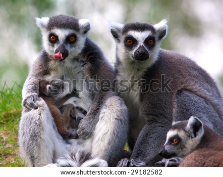 Family portrait of a Ring-tailed lemur family with just born baby