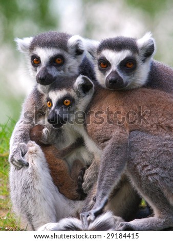 Family portrait of a Ring-tailed lemur family with just born baby