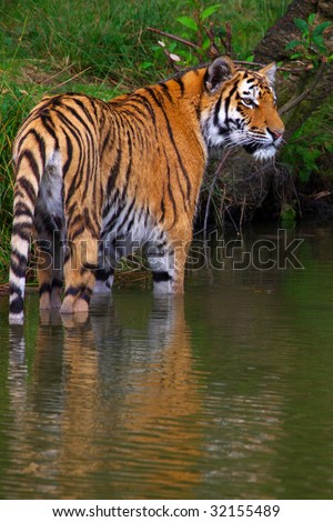 Siberian tiger standing with his paws in the water