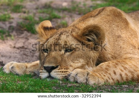 Portrait of a young lion lying with his chin on the ground