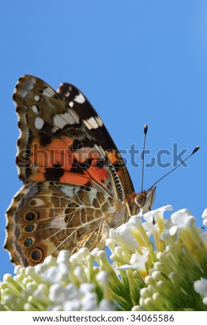 Portrait of a butterfly on a butterfly-bush against a blue sky