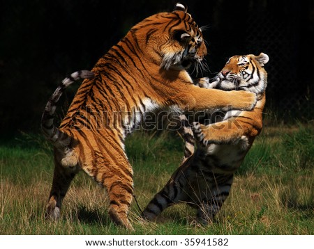 Two Siberian Tigers in fight with  each other