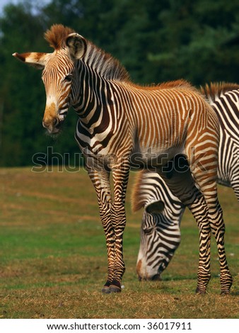 Zebra foal with mare standing in front of a dark forest in the early evening sun