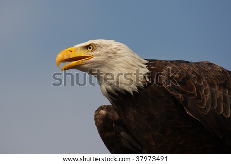 Side view of an American Bald Eagle