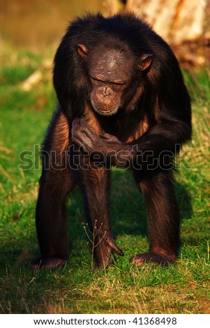 Scratching Chimpanzee